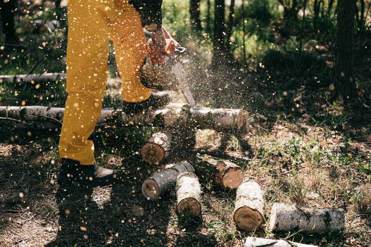 Residential Tree Removal